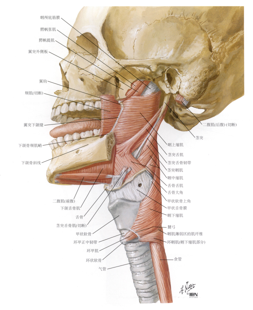 图文细说咽肌的解剖