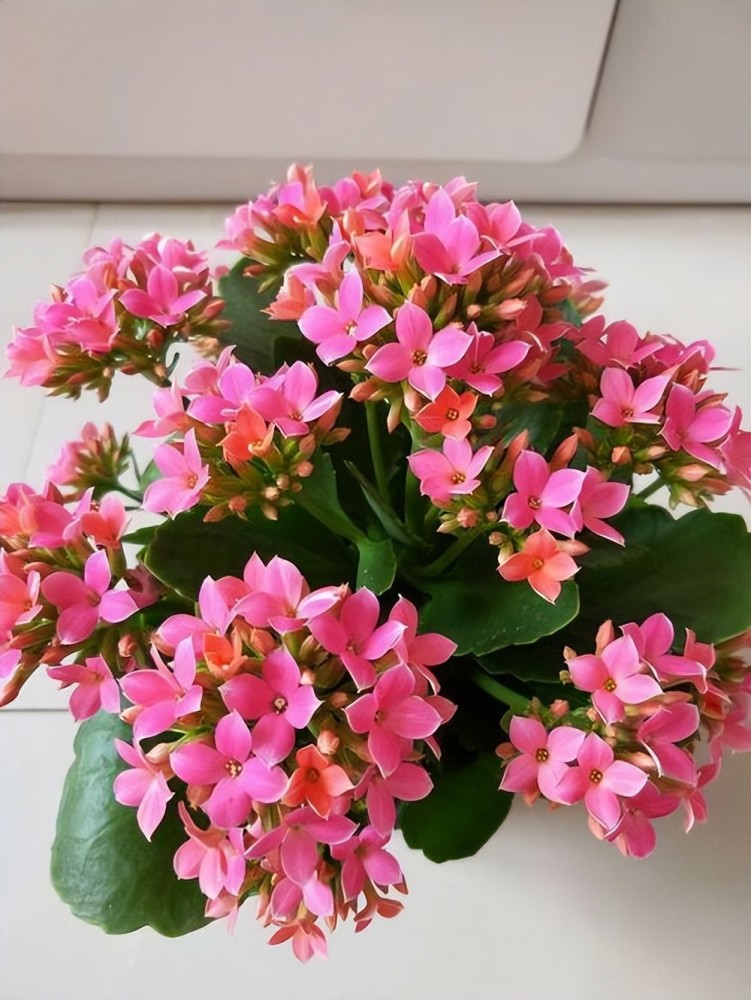 长寿花的品种丰富,而且颜色也多,有粉色,黄色,白色,红色,橙色还有一些