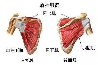 肩膀疼痛不一定是肩周炎吧不可自愈的肩袖损伤更麻烦