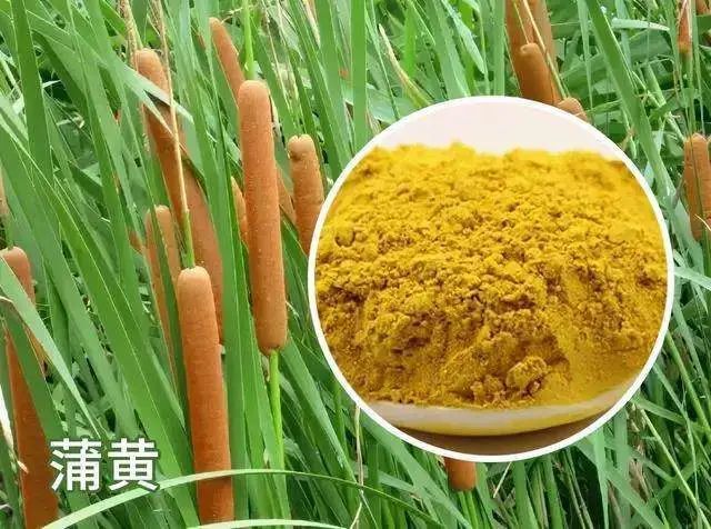 2,取生蒲黄,龙骨,乌贼骨各等份,研成细末,过筛,将此粉直接撒于患处,渗