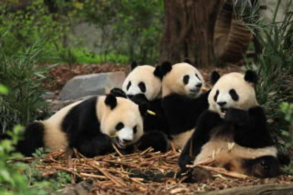 滚滚如期赴约成都熊猫基地9月21日起恢复开园
