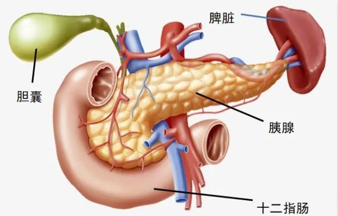 胰腺的前面是胃,左边是脾脏,右边是肝脏及十二指肠,后方则是肾脏,脊椎