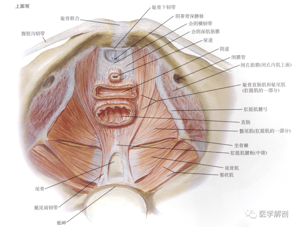 肛提肌(levator ani)起自耻骨,肛提肌腱弓和坐骨棘.