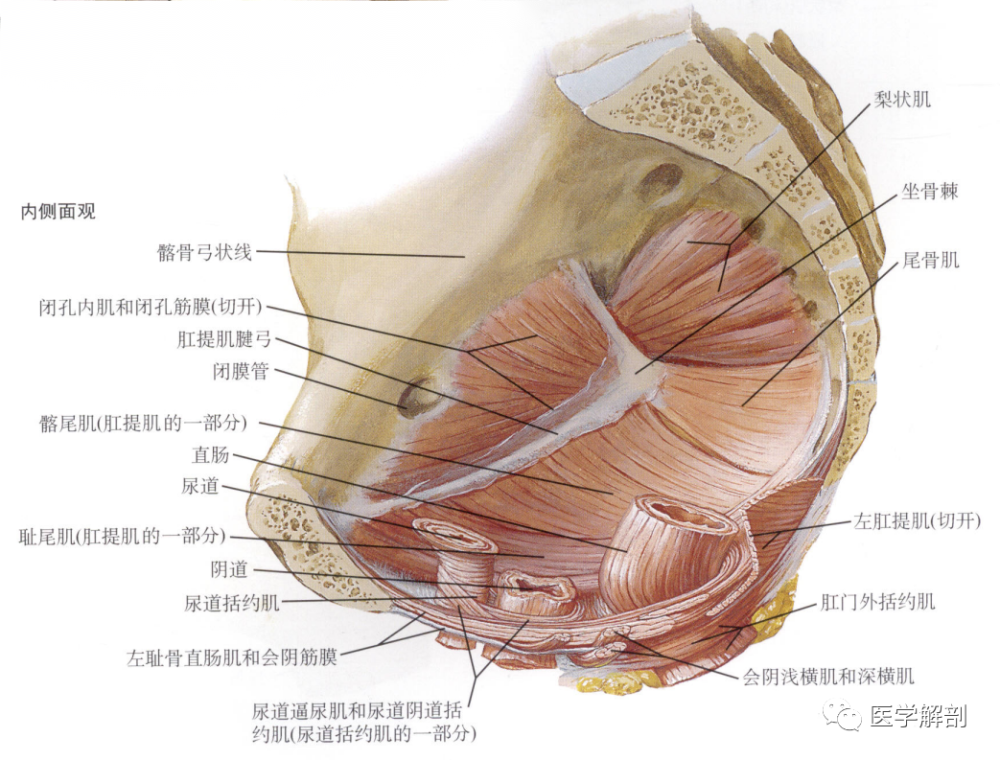 女性盆膈上面观肛提肌(levator ani)起自耻骨,肛提肌腱弓和坐骨棘.