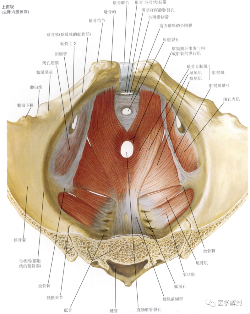 其纤维分为耻骨直肠肌(puborectalis muscle)及其直肠前纤维(pre