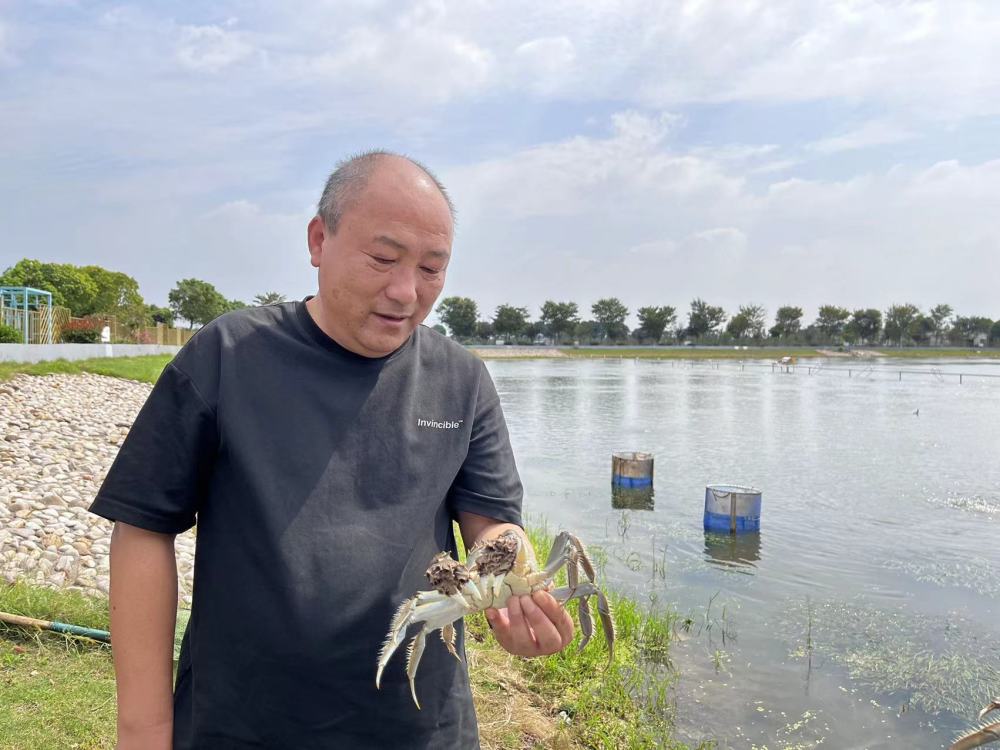 今夏高温会影响上海大闸蟹品质吗专家崇明清水蟹产量可