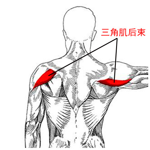 使肩更健美完整的三角肌后束锻炼方法