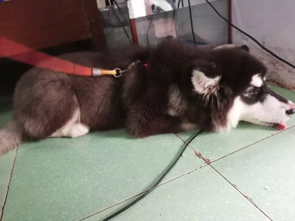 其实阿拉斯加拆家起来一点不输二哈网友估计被电傻了