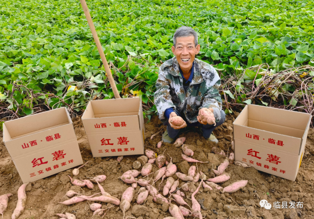 临县薛家坪村红薯丰收甜蜜飘香吕梁山