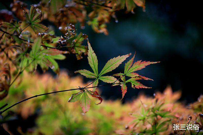 九月十三寒露，今年寒露两个特点很突出，反应天气特点：分别是啥