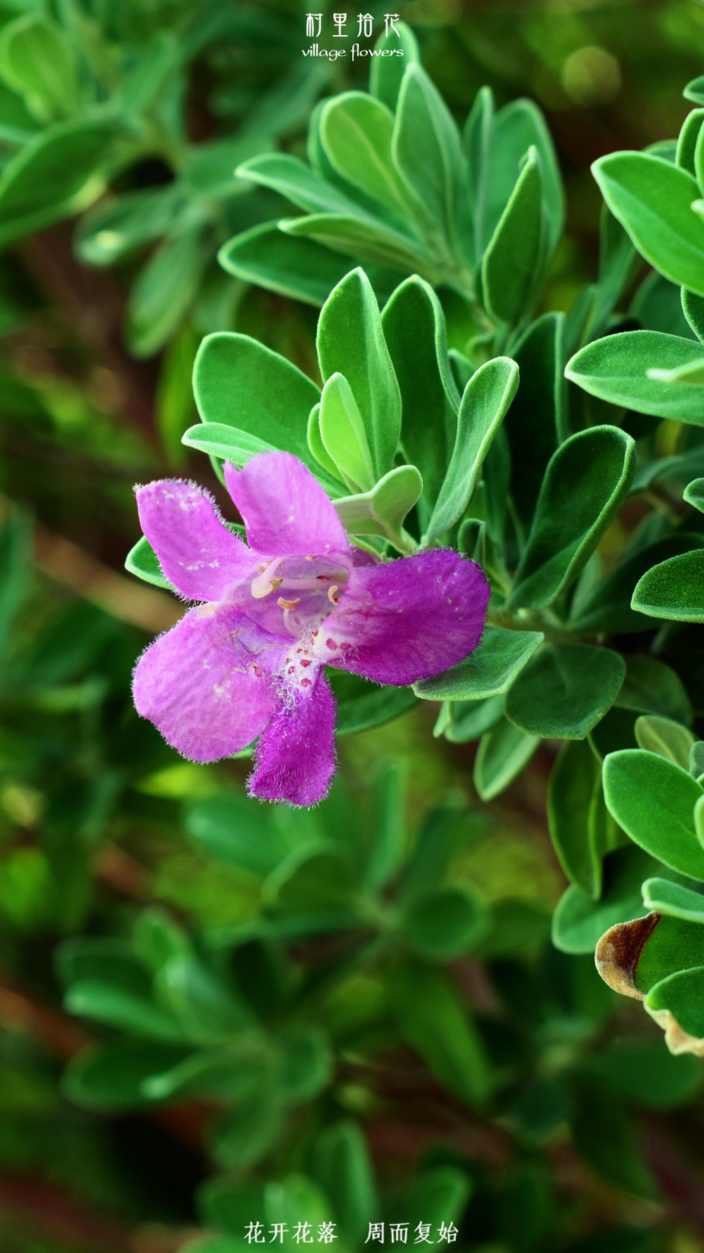 红花玉芙蓉”花不红，也不像芙蓉。