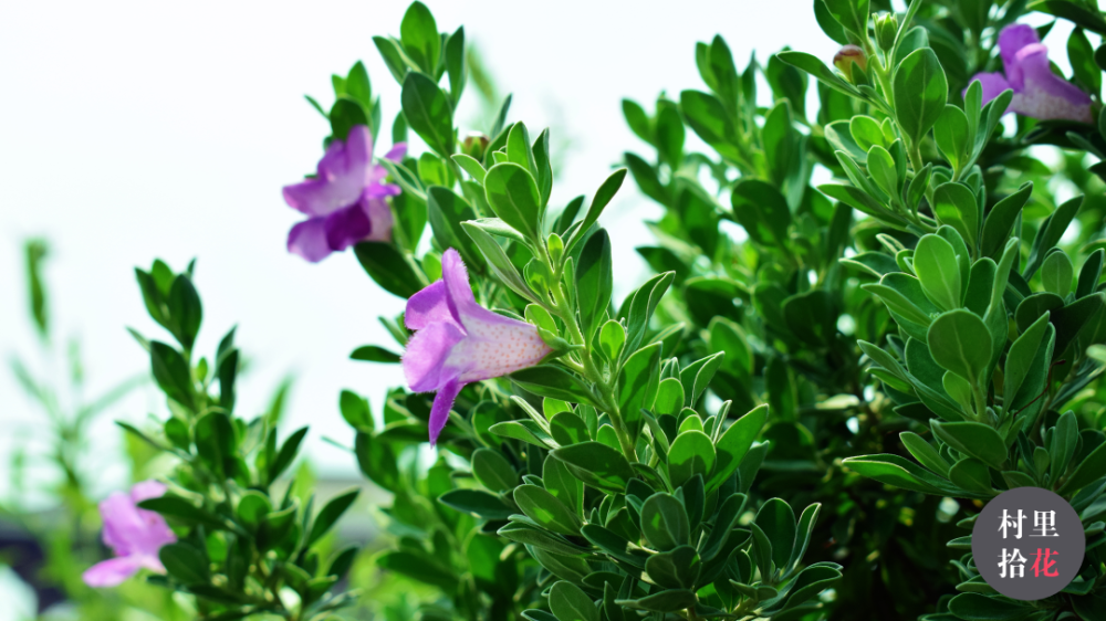 红花玉芙蓉”花不红，也不像芙蓉。
