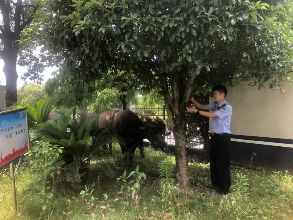 大水牛上门报案猫头鹰拦路求救有困难找110119已经传到动物界了