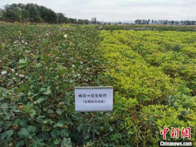 [南方生姜网-图片加载]