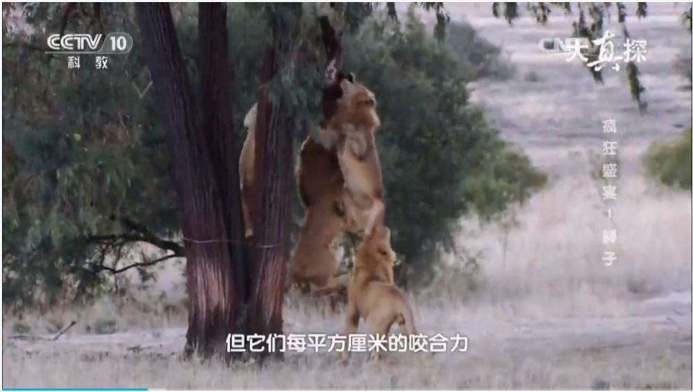 狮子的疯狂盛宴两人钻进透明保护罩看雄狮如何吃人