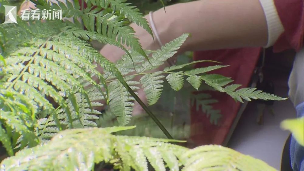 结束一年沪漂生活濒危网红植物金毛狗蕨即将返乡回家