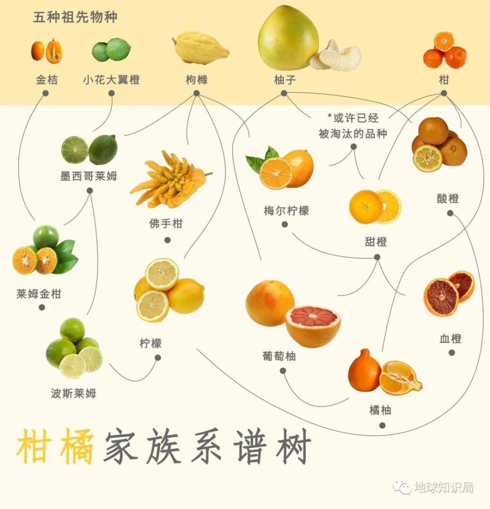 五个原始种经过自然杂交和人工选育,形成了如今成员繁多的柑橘大家族