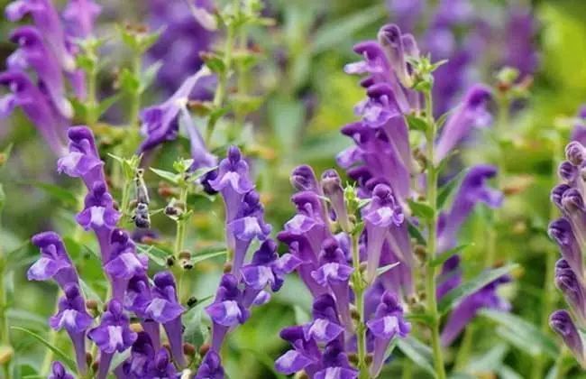 【性状】唇形科黄芩属多年生草本植物;肉质根茎肥厚,叶坚纸质,披针形