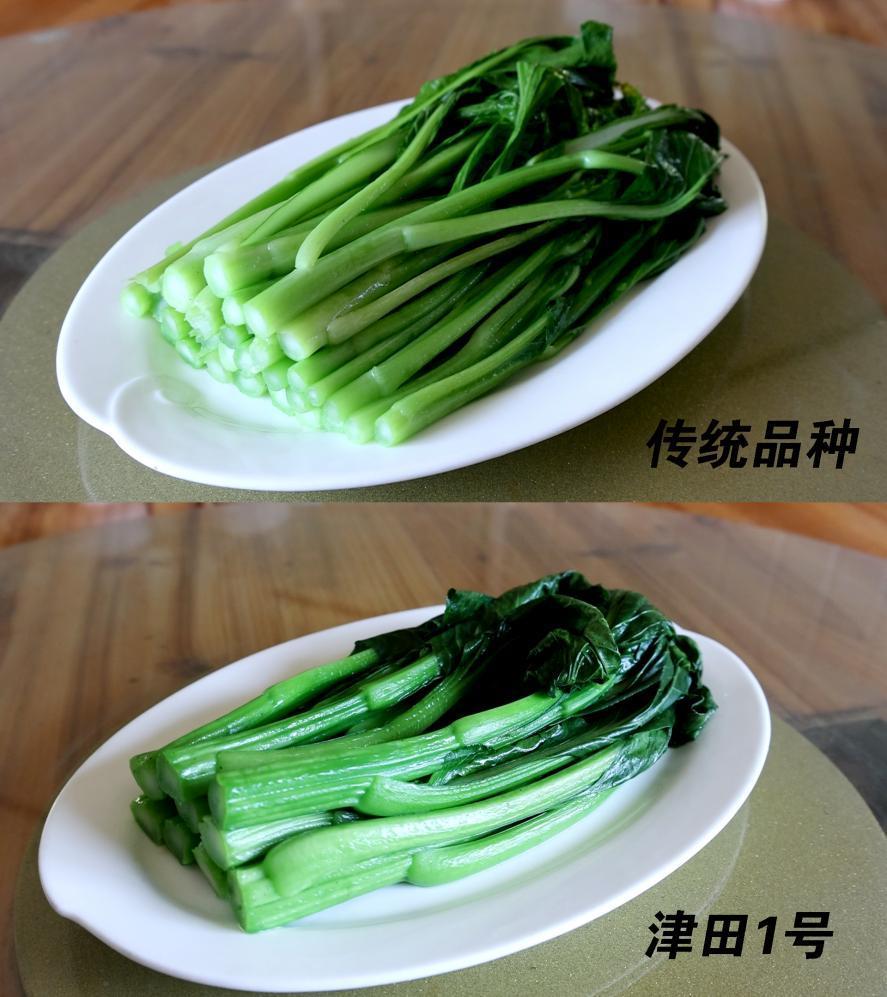 连州津田系列新品种助力连州菜心提质增效