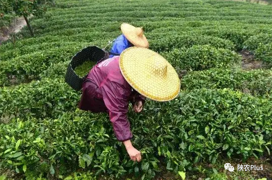 喜迎二十大汉中一片茶叶的价值