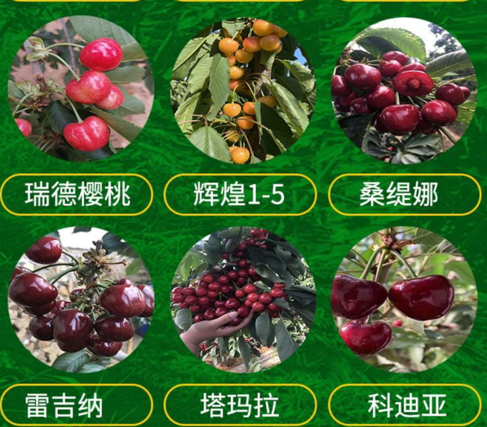 吉6砧木火箭樱桃苗报价火箭樱桃树苗栽植的技术要素