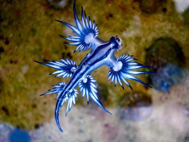 海神鳃科的大西洋海神海蛞蝓(glaucus atlanticus,就像一条西方神话