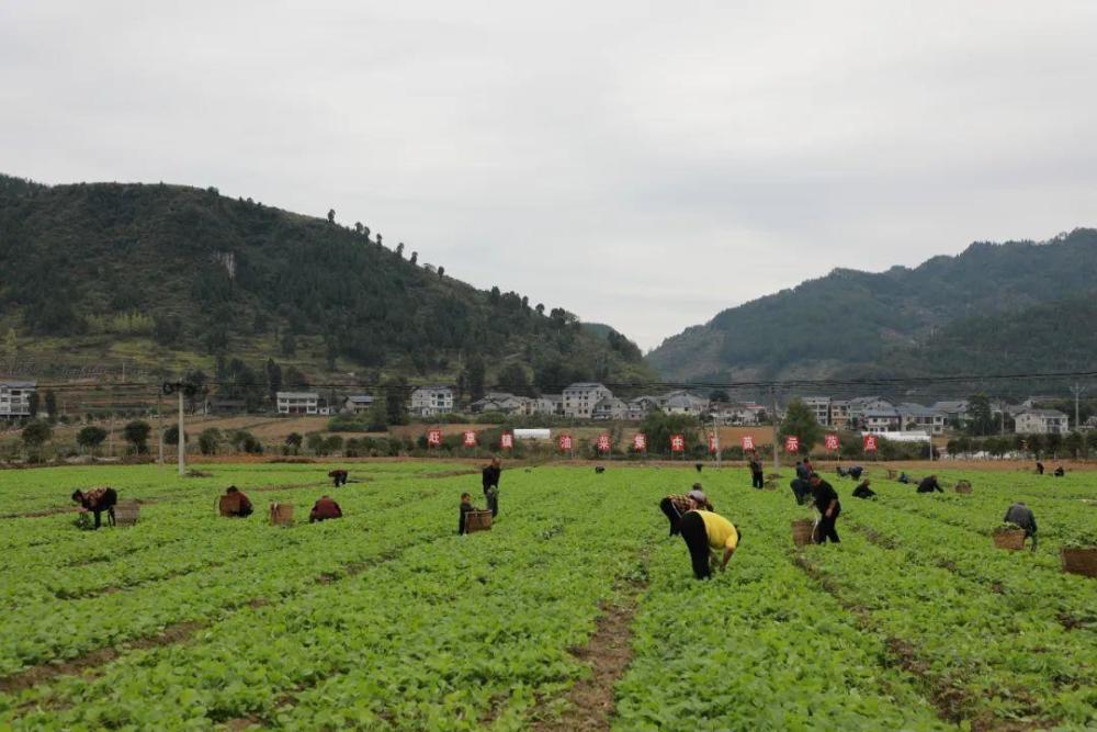 走进遵义绥阳县旺草镇晨光村油菜集中育苗示范点,绿油油的菜苗茁壮