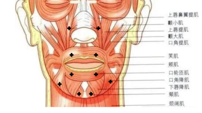 重要提示口周参与面部表情,咀嚼,说话等多种功能,肌肉较多且交错支配
