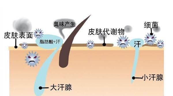 本狐臭人宣布从此退出狐臭圈