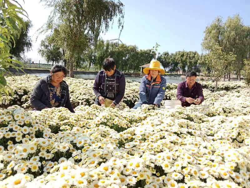 中国药材之乡的盐城市射阳县洋马镇