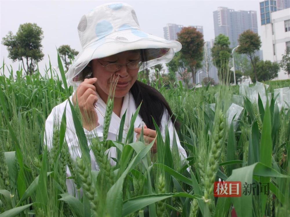 植根沃土育芯片酿得麦香沁人醉麦子妈妈张道荣26年培育出13个麦宝宝