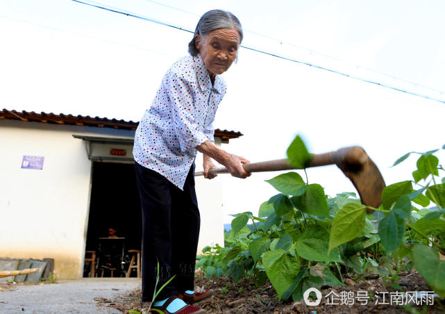 胡玉娣在自家菜地里劳作,91岁的老人,完全靠着意念才支撑下来.