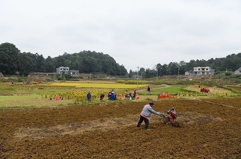 兴仁市大山镇368万亩秋冬种拉开序幕