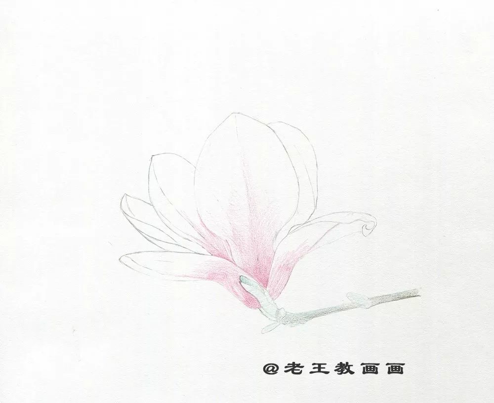 同时用63号橄榄绿画树枝的第一层颜色(p3)0371 画出木兰花瓣的