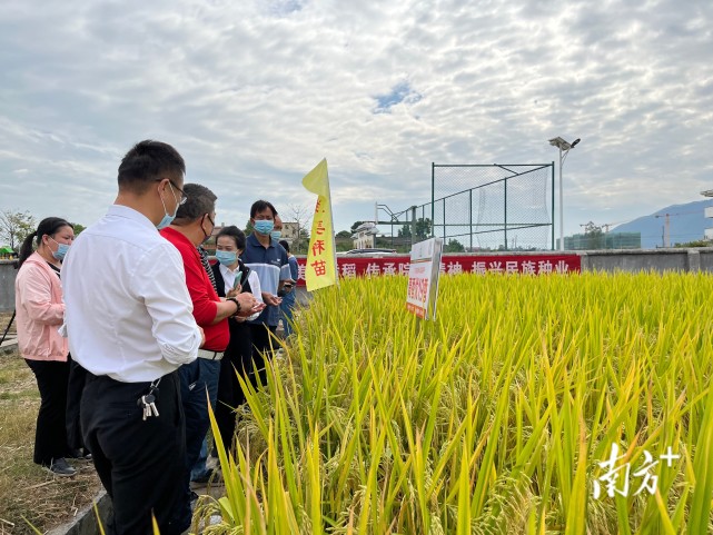 清远周刊|把壮绣更好地传承下去"连州菜心"百亿产业保安示范基地开种