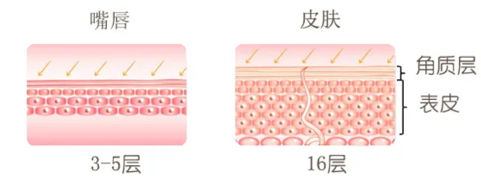 黏膜黏膜下层肌层浅筋膜皮肤唇部皮肤,尤其是唇红部位,与面部其他部位