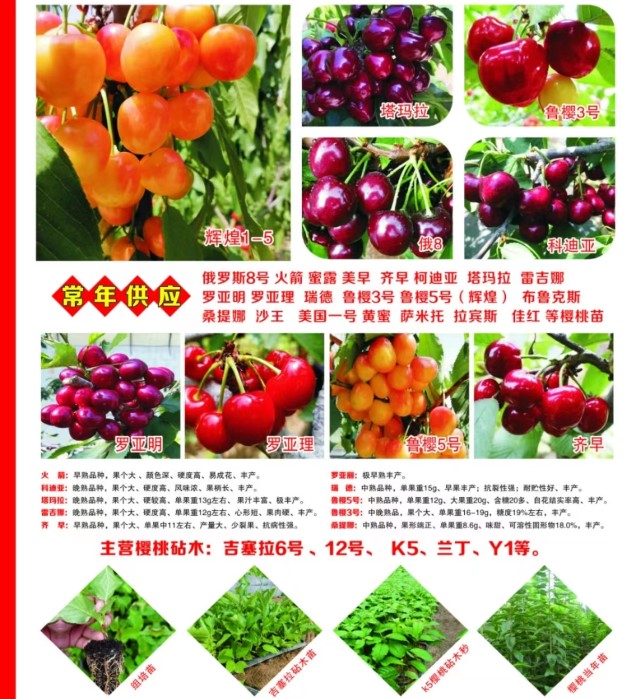 吉12砧木火箭樱桃苗价格 火箭樱桃树苗一根棍栽植技术