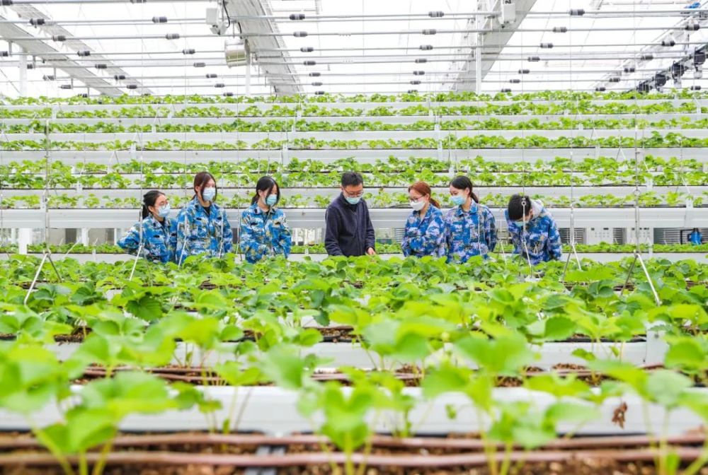 草莓苗会自己晒太阳松江学子走进植物工厂体验智慧农业