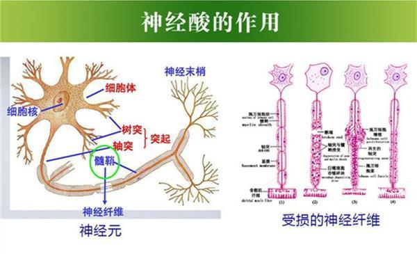 神奇的神经酸神奇的文冠果油