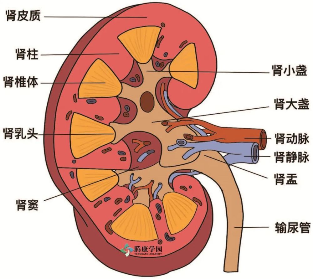 大体形态肾是实质性器官,形如蚕豆,左右各一,位于腹膜后间隙.