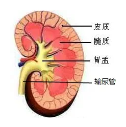 肾髓质约占肾实质厚度的2/3,血管少而呈淡红色,主要由15～20个肾锥体