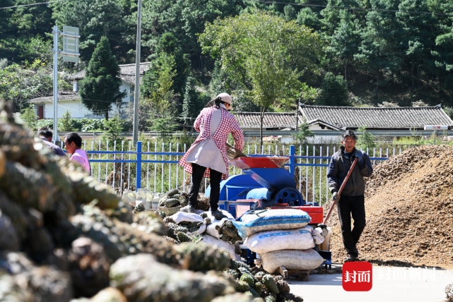 全国华山松第一县松塔熟了 省外客商入川收购忙丨全力以赴拼经济搞