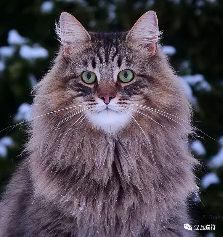 挪威森林猫丨虎斑系列
