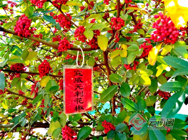 [南方生姜网-图片加载]