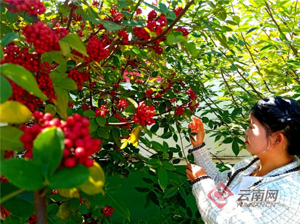 [南方生姜网-图片加载]