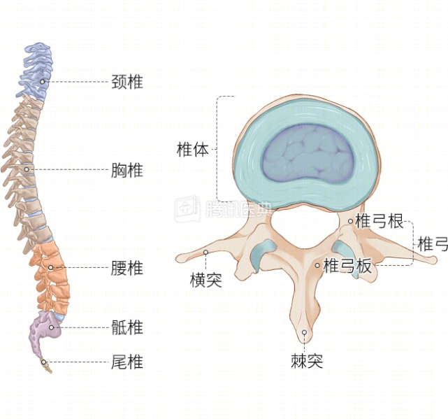 腰椎小关节连接了上一节腰椎体和下一节腰椎体,周围被关节囊,肌肉等