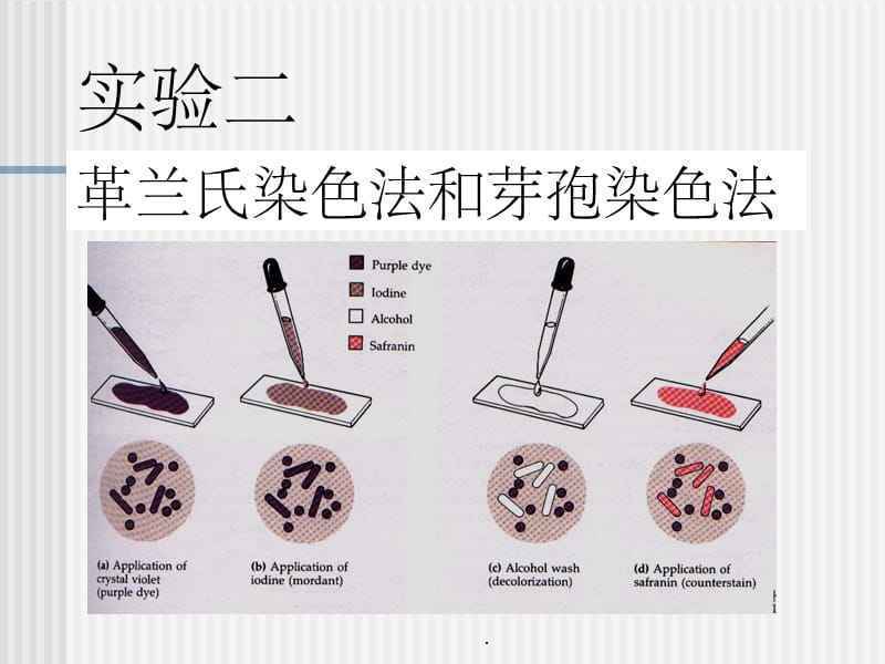 几种常用的微生物染色方法汇总