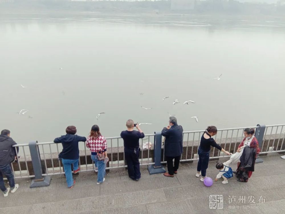 "在邱力看来,红嘴鸥千姿百态,极具活力,每一种姿态都各具特色,每一种