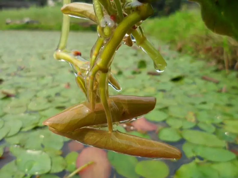 石柱莼菜我喜欢这样吃