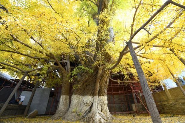 北京大觉寺银杏王迎来颜值巅峰